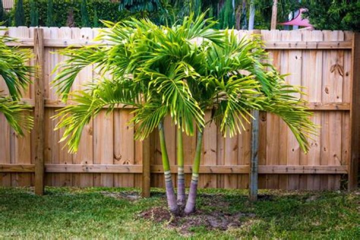 How long does a palm tree need to be braced?