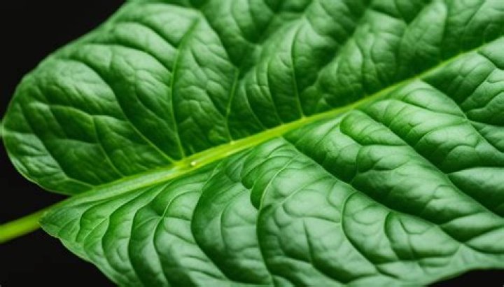 How long does basil plant last?