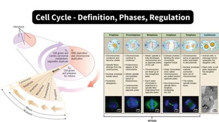 How long does each stage of the cell cycle take?