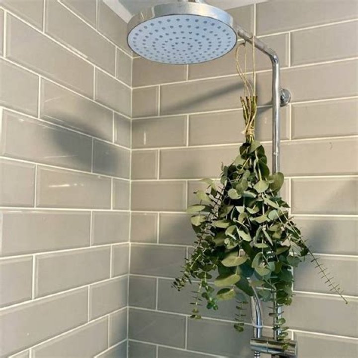 How long does fresh eucalyptus last in the shower?