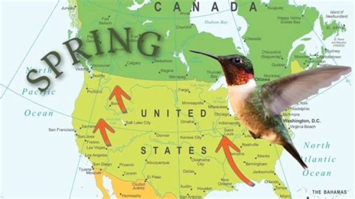 How long does it take a hummingbird to migrate to Mexico?