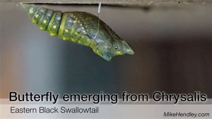 How long does it take for a black swallowtail chrysalis to hatch?