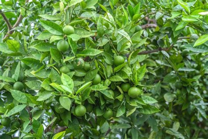 How long does it take for a lime tree to produce limes?