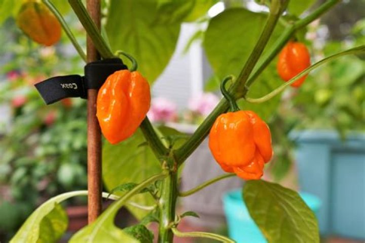 How long does it take for a Scotch bonnet pepper to ripen?