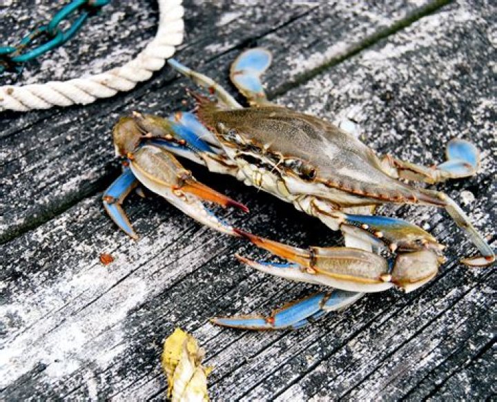 How long does it take for blue crabs to cook?