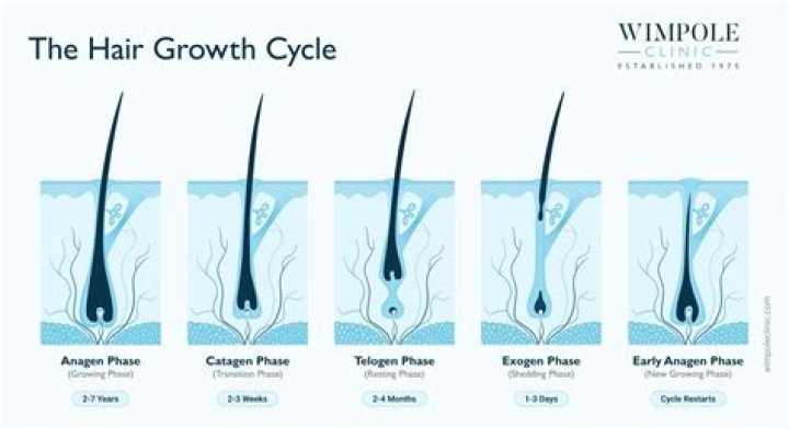 How long does it take for dog to regrow hair?