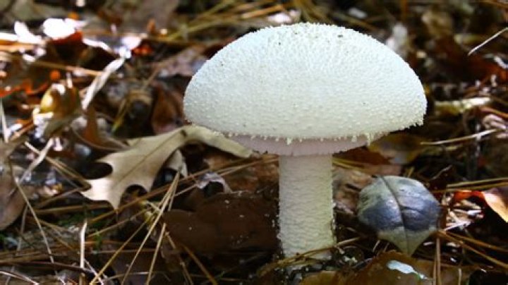 How long does it take to get sick from a poisonous mushroom?
