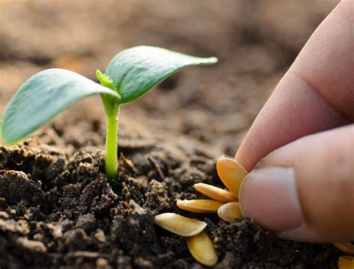 How long does it take to grow a chilli plant from seed?