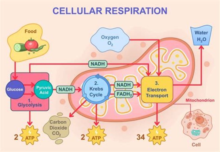 How many ATP are formed in EMP pathway?