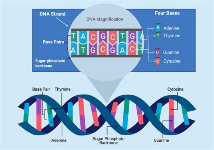 How many bases long is the DNA of a single cell?