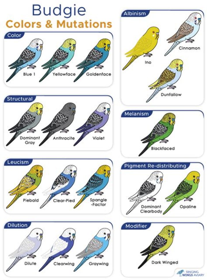 How many budgies are in a aviary?