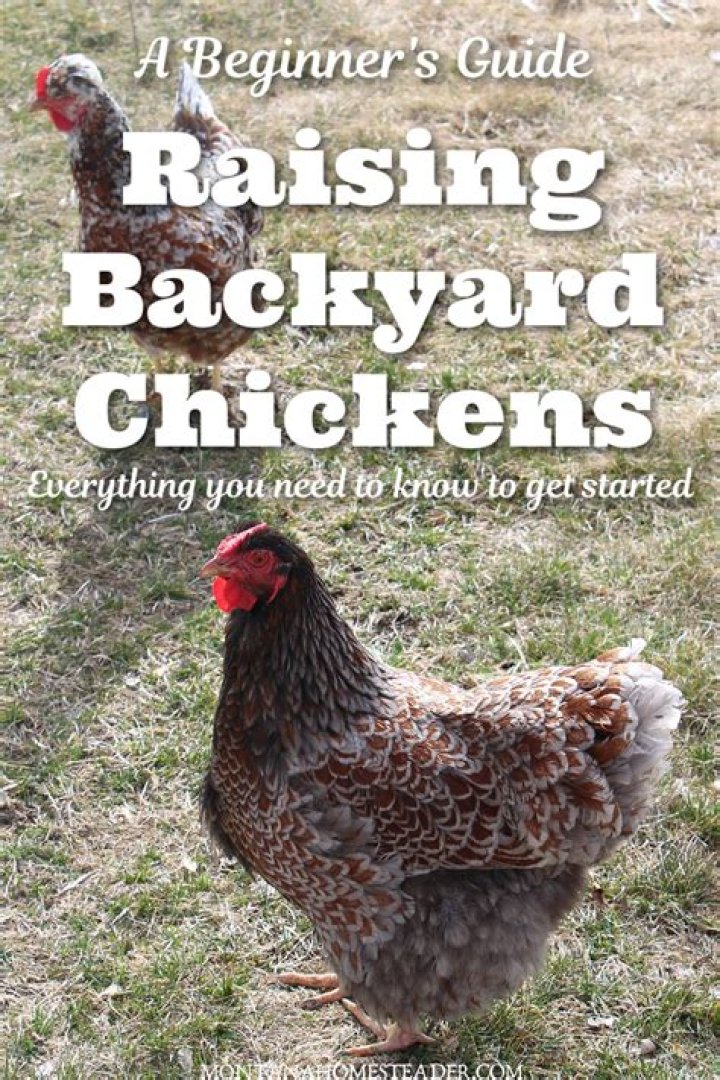 How many chickens should a beginner start with?
