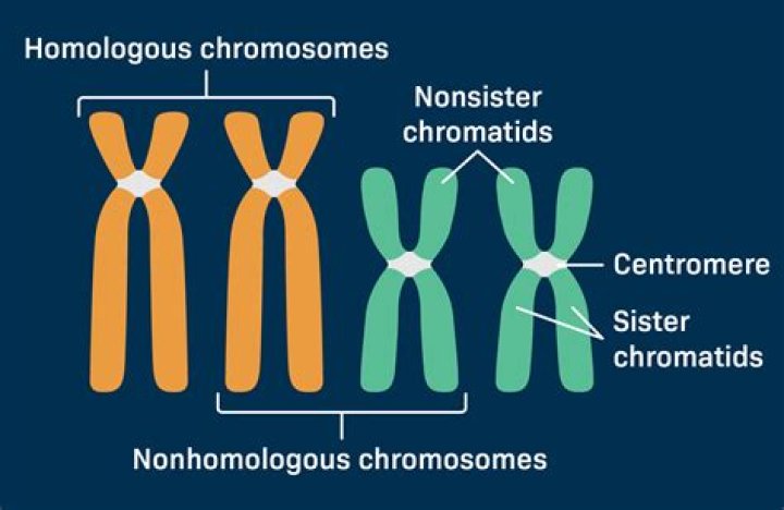 How many chromatids are there in a duplicated chromosome?