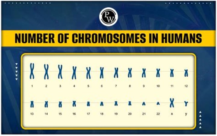 How many chromosomes do you get from your father?