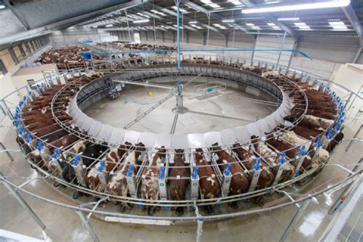 How many cows can you have per acre in Texas?