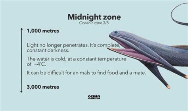 How many creatures live in the midnight zone?