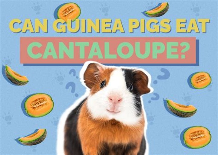 How many days can guinea pigs go without water?