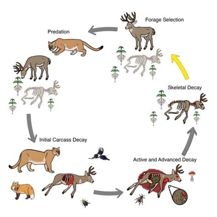 How many deer do cougars kill a year?