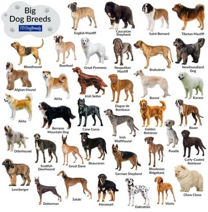How many dog breeds are there in Australia?