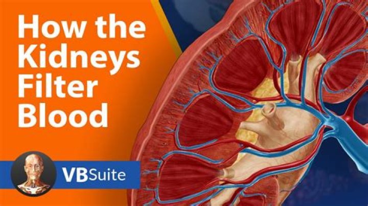 How many filters does the human kidney have?