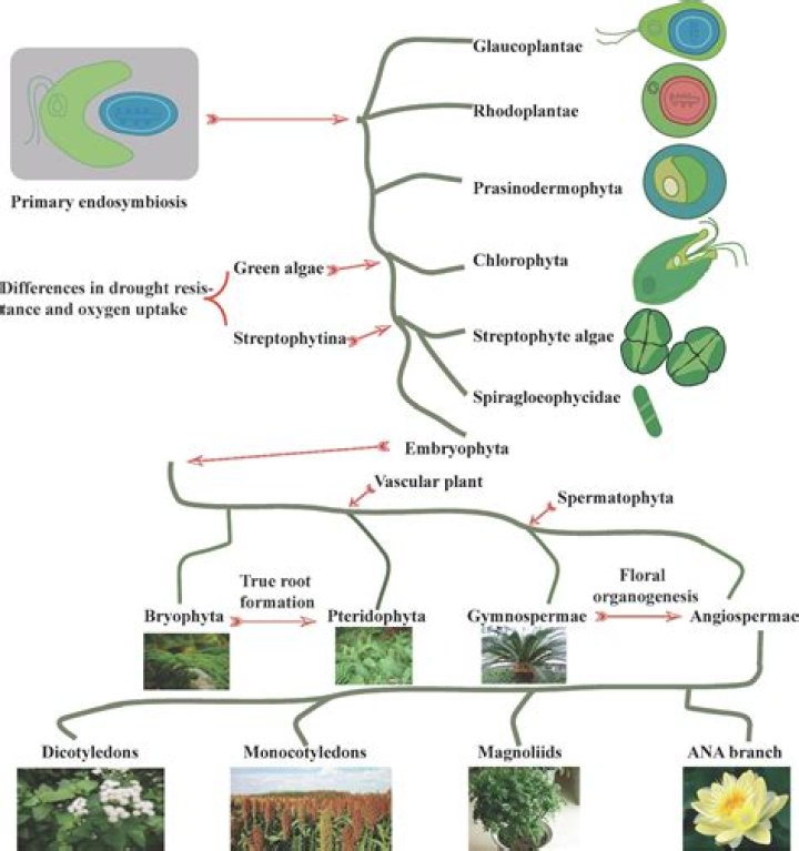 How many genders do plants have?