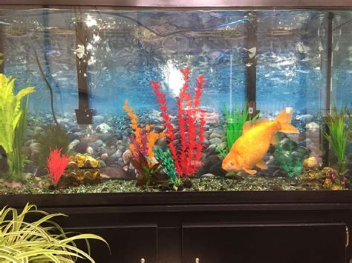 How many goldfish can you have in a 20 Litre tank?