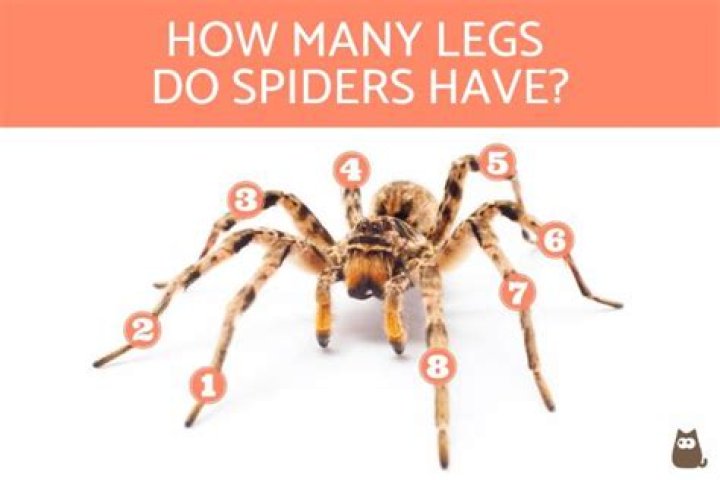 How many legs does a spider have?