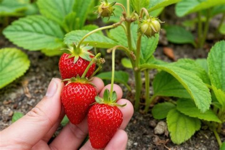 How many long stem strawberries per pound?