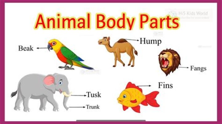 How many main parts does the animal's body have?