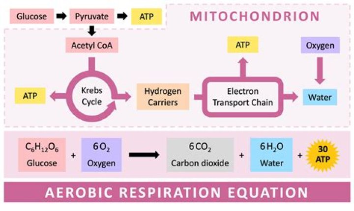 How many molecules of carbon dioxide are produced when a single pyruvate molecule is processed through aerobic respiration?