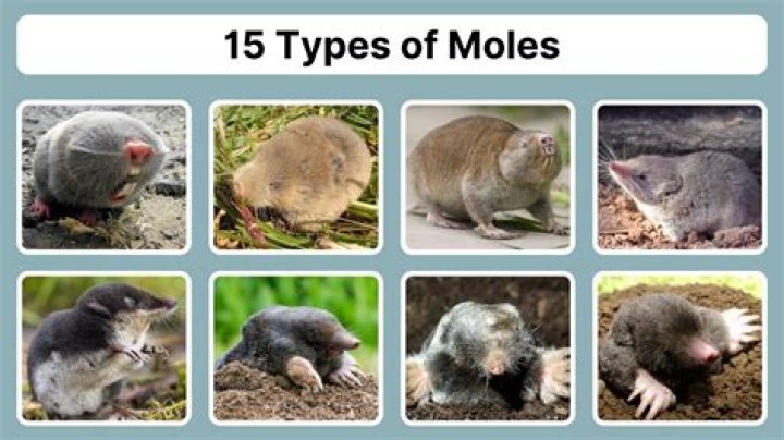 How many moles are in a yard?