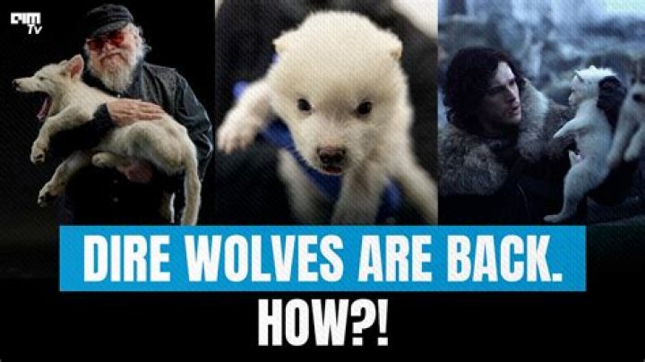 How many of the Direwolves are still alive?