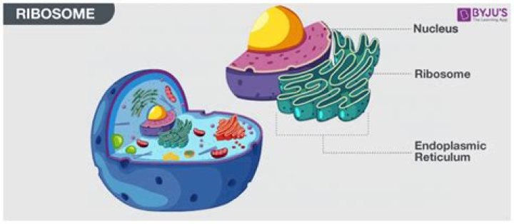 How many ribosomes are in a cell?