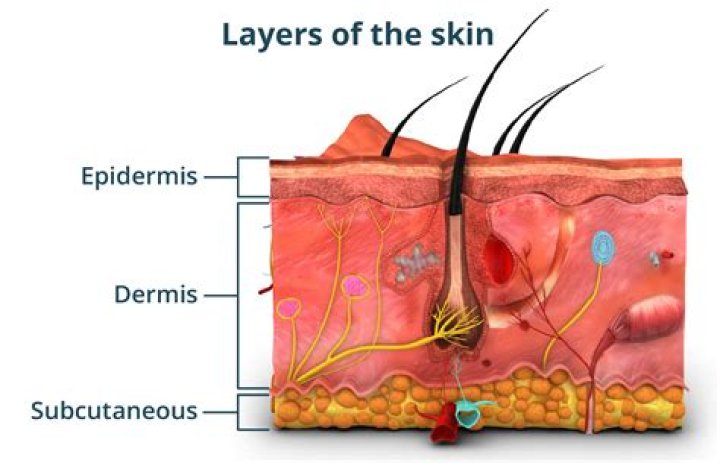 How many skin layers are there?