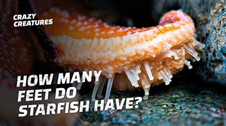 How many tube feet are in one arm of a starfish?