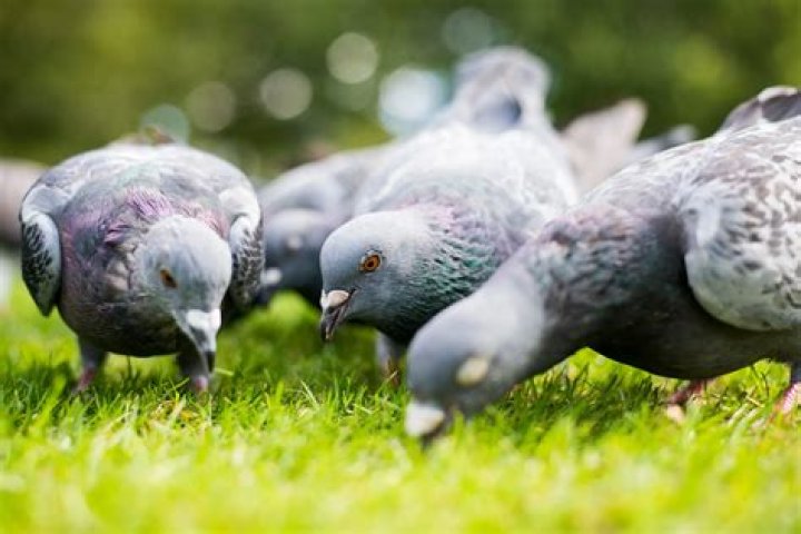How many type of pigeons are there?