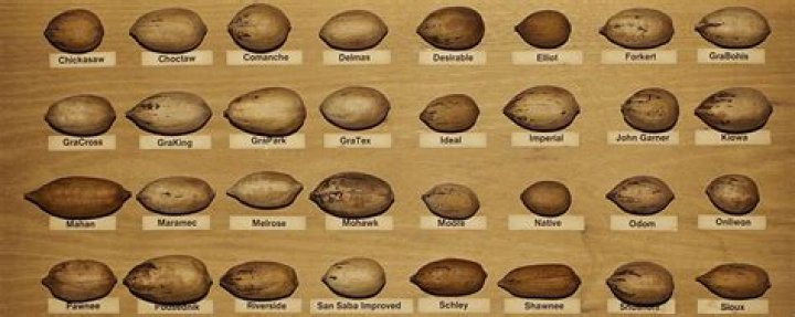 How many types of pecans are there?