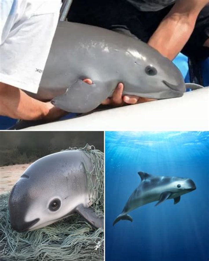 How many vaquita are left 2018?
