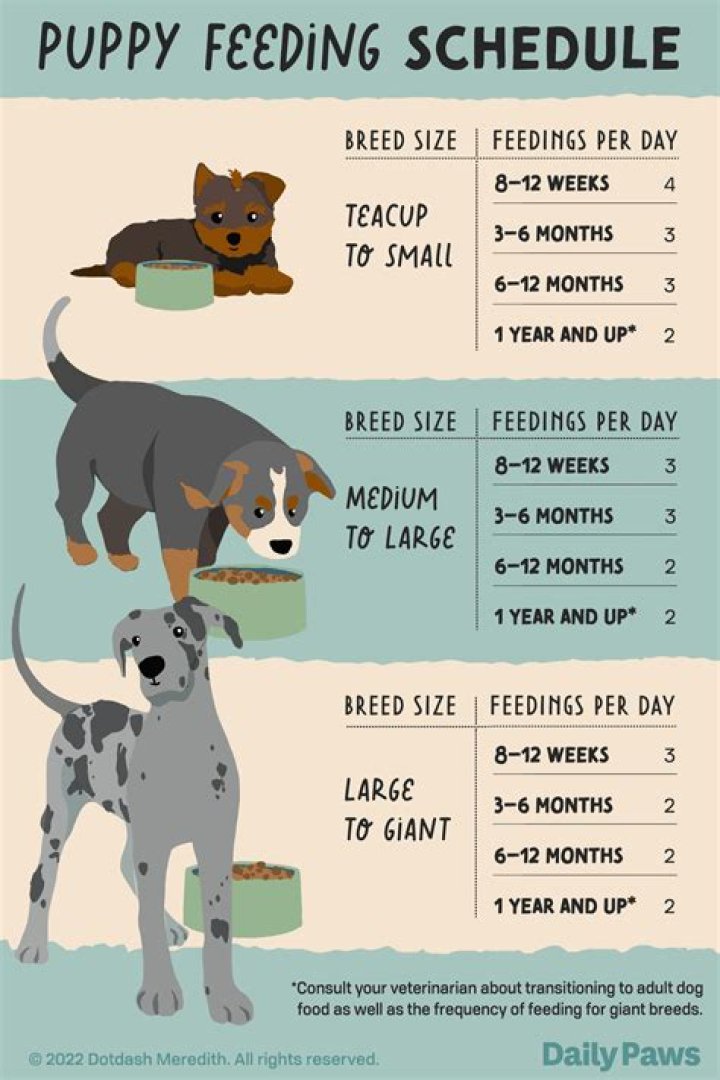 How much do you feed a bichon Frise puppy?