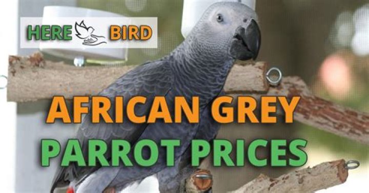 How much does a African GREY parrot cost?