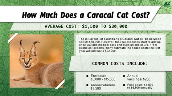 How much does a caracal kitten cost?
