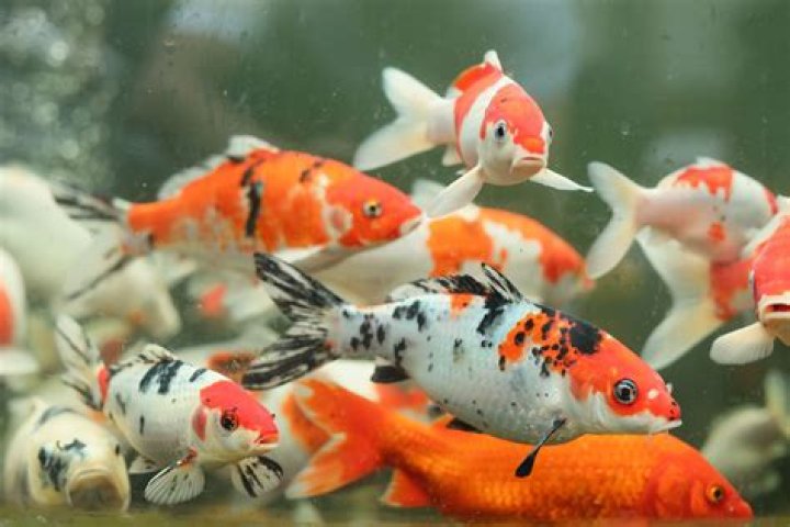 How much does a fish cost?