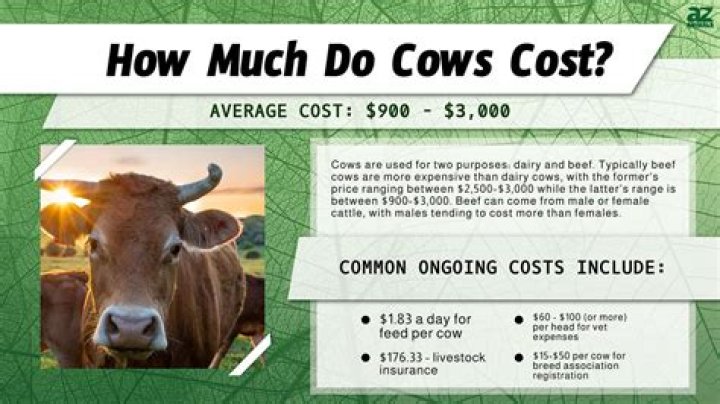 How much does a levee cost?