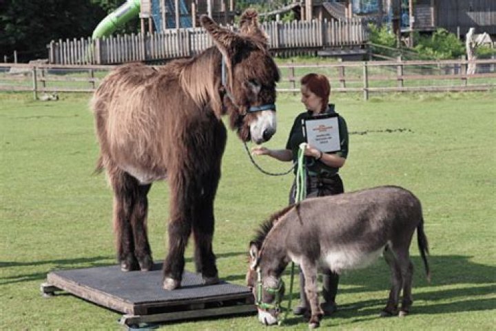 How much does a miniature donkey weigh?