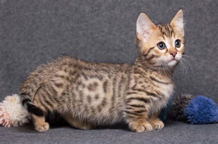 How much does a Munchkin Cat cost?