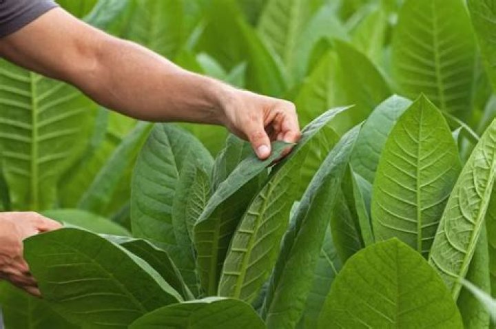 How much does a tobacco plant yield?
