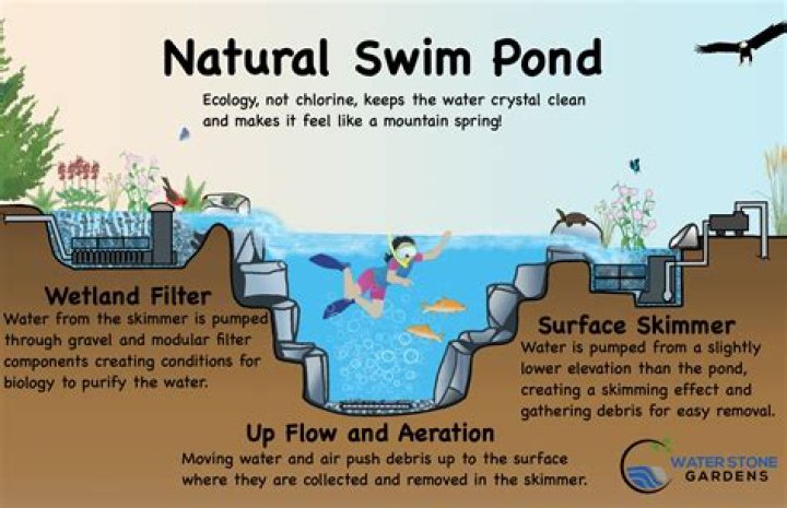 How much does it cost to build a natural swimming pond?
