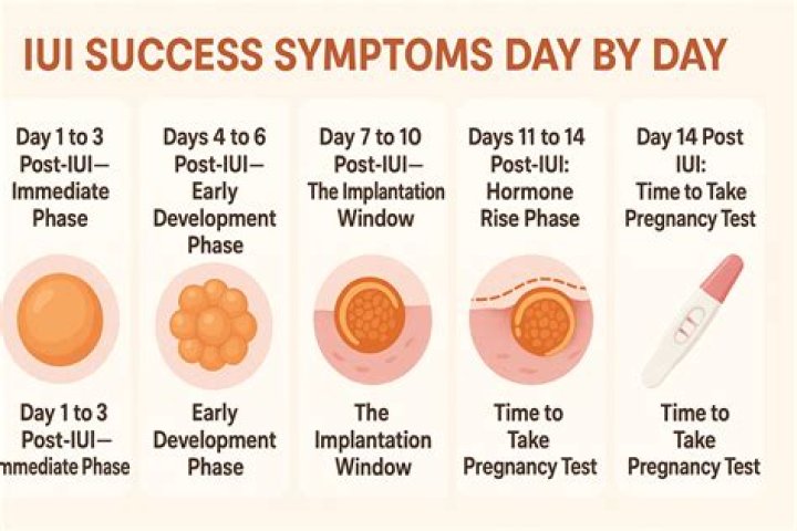 How much does IUI increase chances of pregnancy?