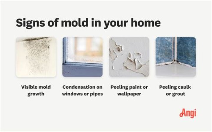 How much does mold removal typically cost?