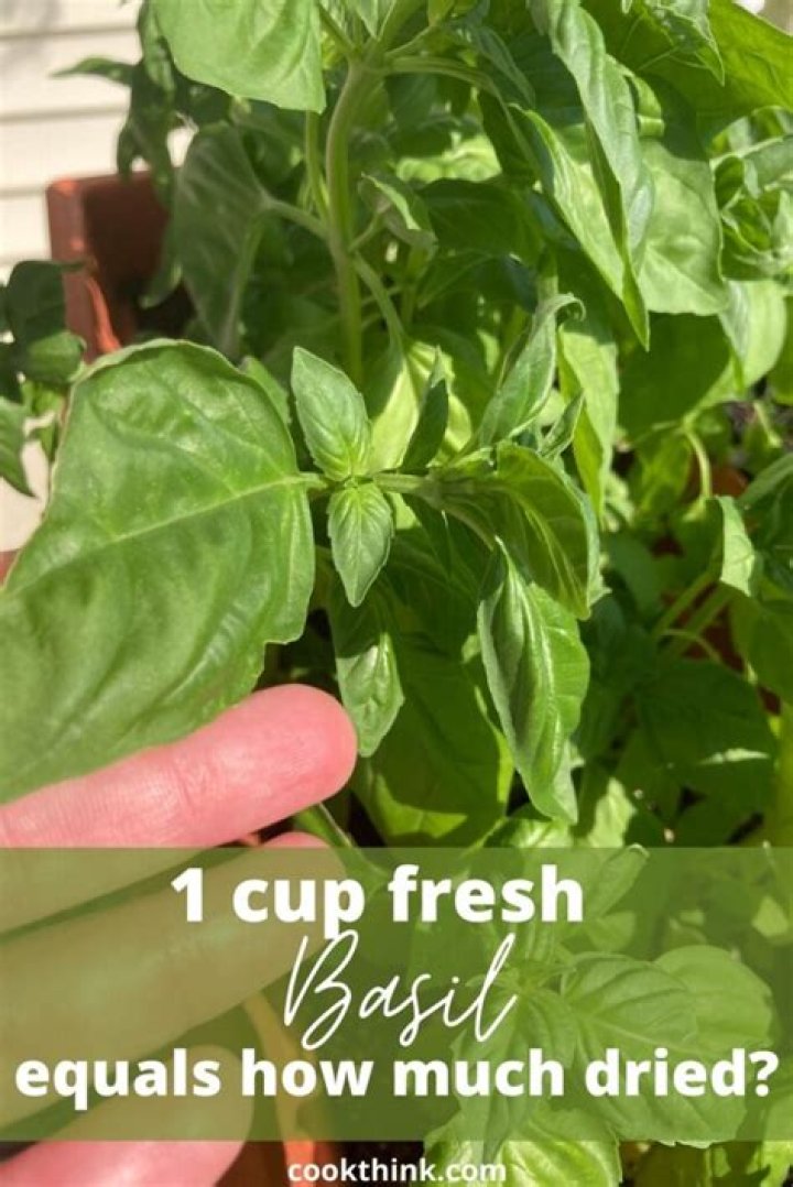 How much dried basil equals fresh basil?